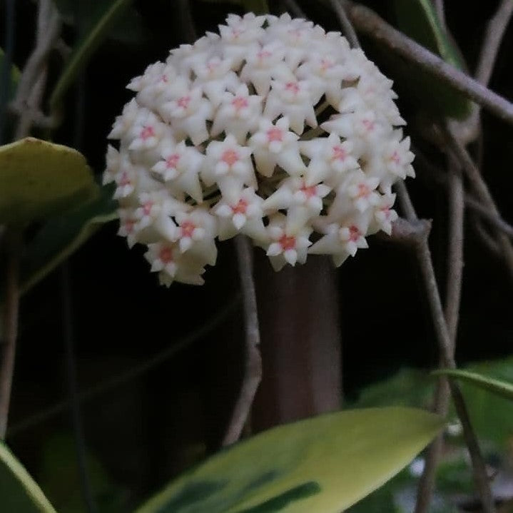 Hoya Verticillata Albomarginata Plant - myBageecha