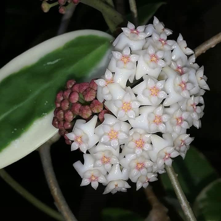 Hoya Verticillata Albomarginata Plant - myBageecha