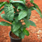 Dwarf Red Ixora Plants myBageecha - myBageecha