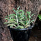Kalanchoe Daigremontiana Plants myBageecha - myBageecha