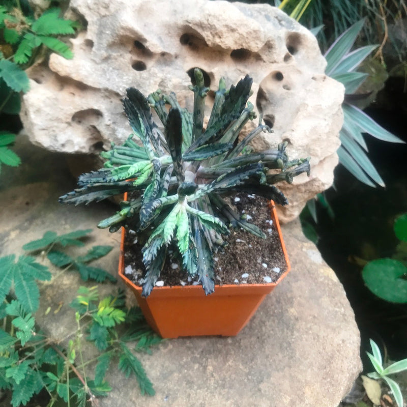 Kalanchoe Tubiflora Monstrose Succulent Plant