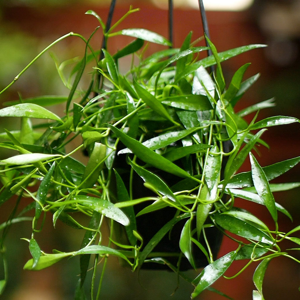 Hoya Kentiana Green Plant - myBageecha