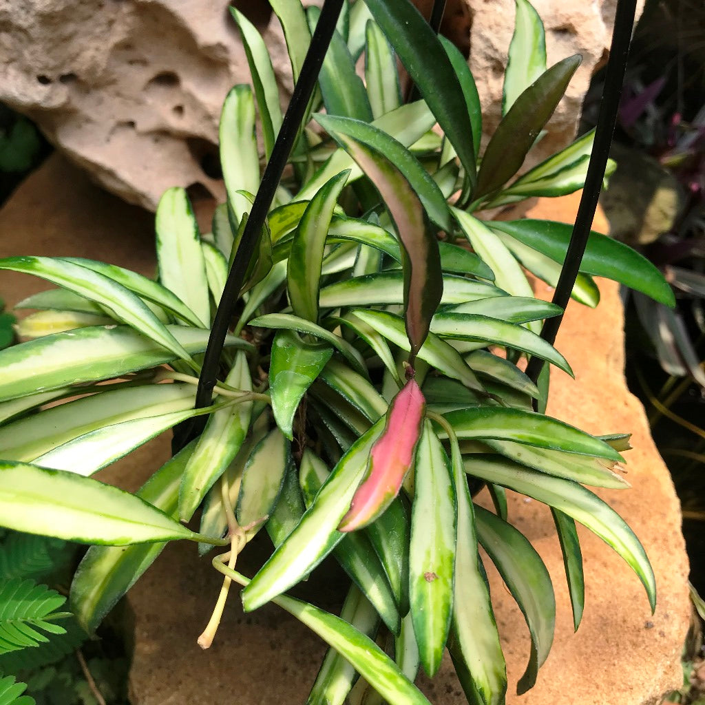 Hoya Kentiana Variegata Plant - myBageecha