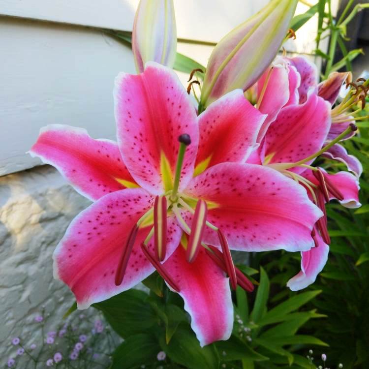 Lilium Oriental 'Starlight Express' (Bulbs) - myBageecha