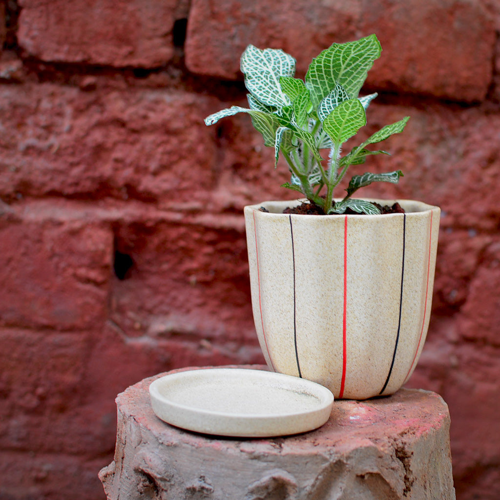 Lined Cream Ceramic Pot With Tray - myBageecha
