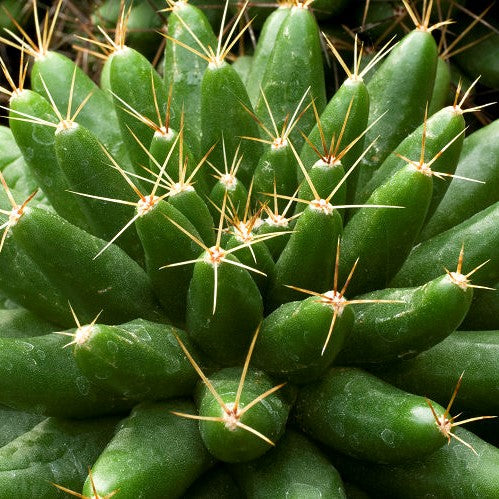 Mammillaria Longimamma Pineapple Cactus Plant - myBageecha
