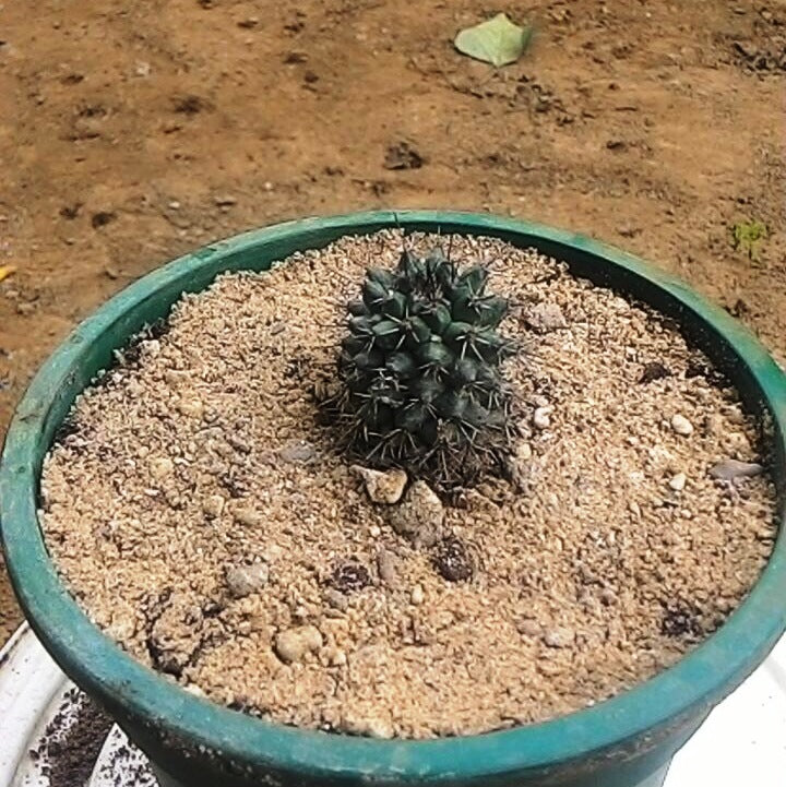 Mammillaria Voburnensis subsp. Eichlamii Cactus Plant - myBageecha