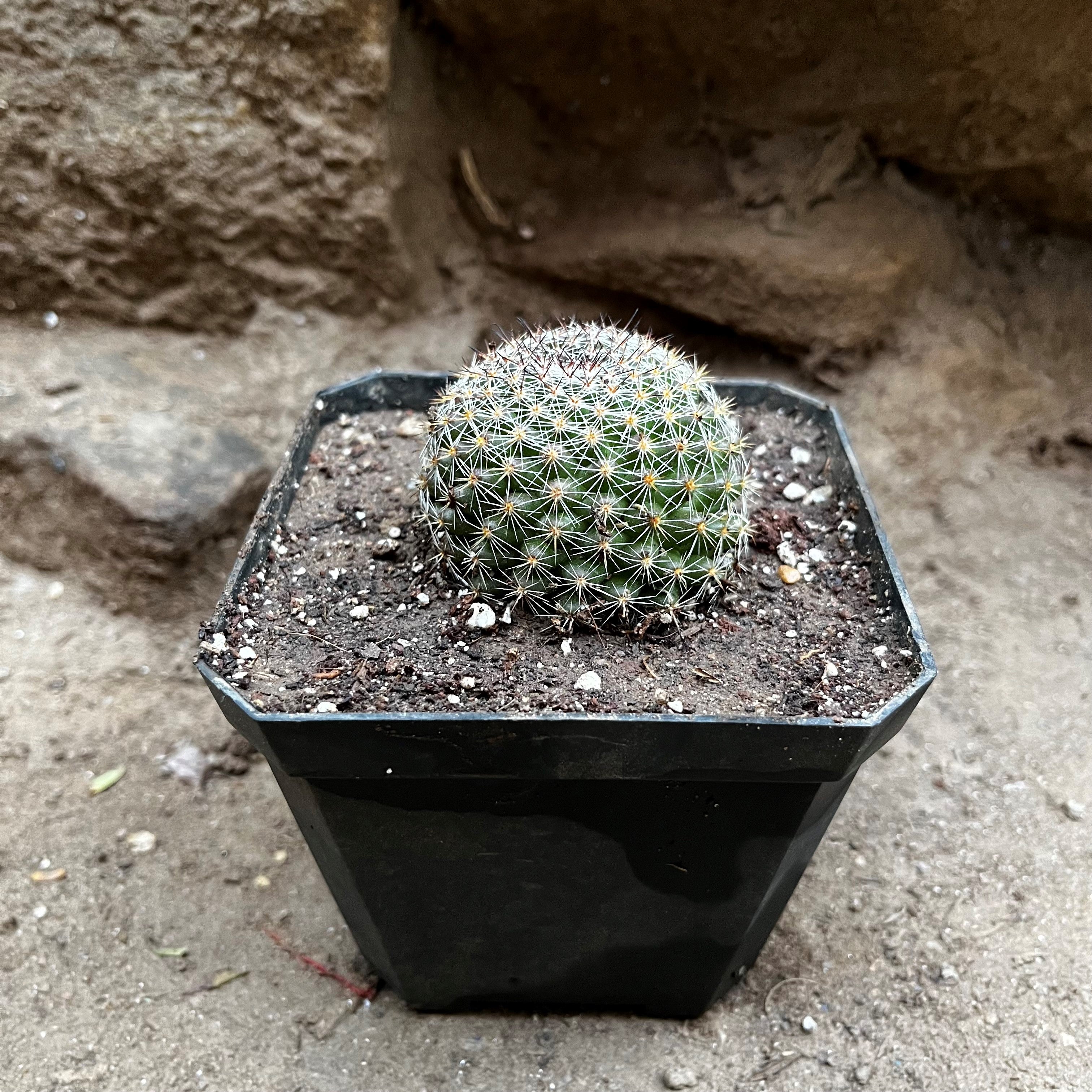 Mammillaria Dioica Cactus Plant - myBageecha