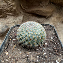 Mammillaria Dioica Cactus Plant