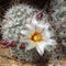 Mammillaria Dioica Cactus Plant