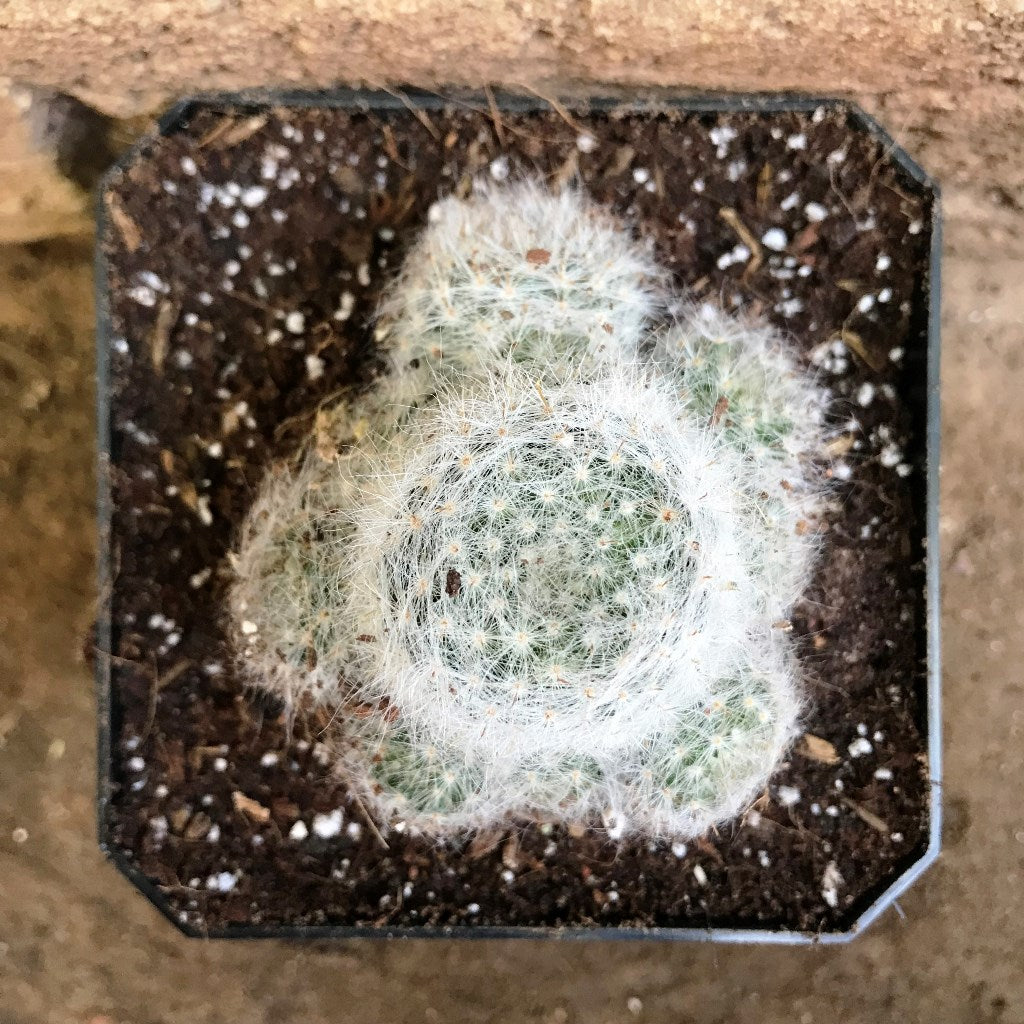 Mammillaria Glassii Ascensionis Cactus Plant - myBageecha