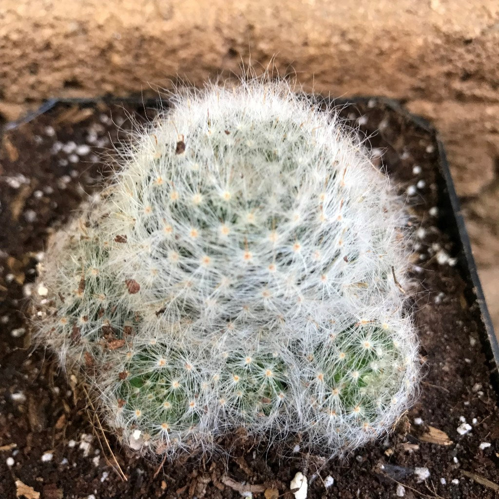 Mammillaria Glassii Ascensionis Cactus Plant - myBageecha