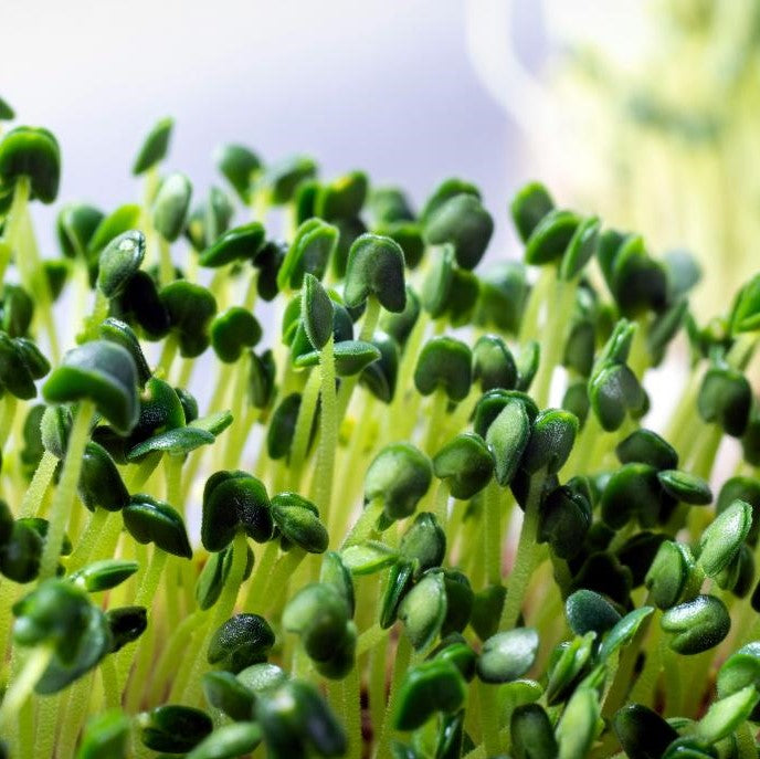 Lettuce Microgreen Seeds - myBageecha