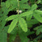 Touch-Me-Not -Mimosa pudica Linn Plants myBageecha - myBageecha