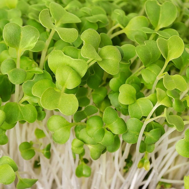 Mizuna microgreens foliage, All Season harvest - myBageecha
