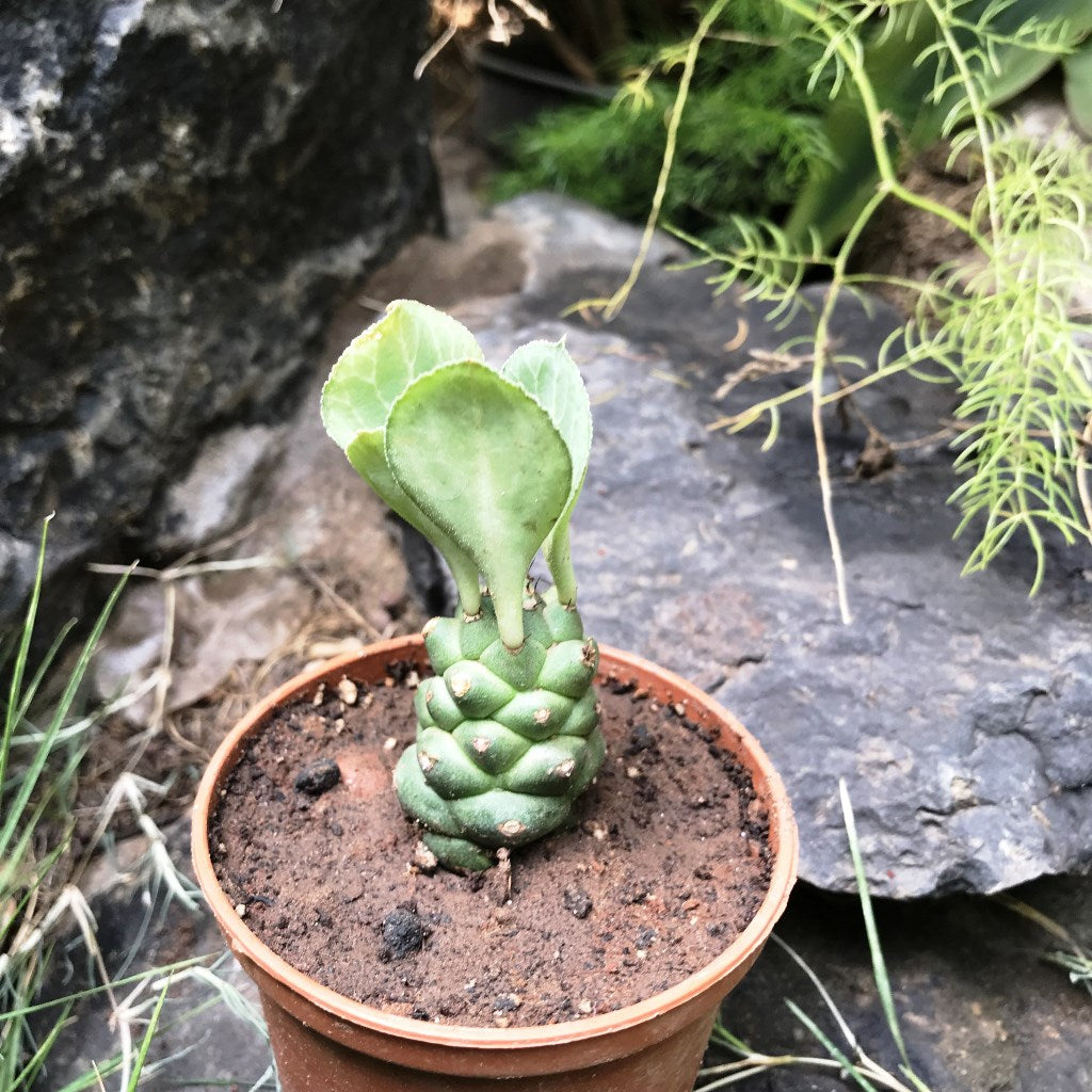 Monadenium Ritchiei Cactus Plant - myBageecha