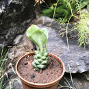 Monadenium Ritchiei Cactus Plant