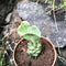 Monadenium Ritchiei Cactus Plant