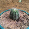Notocactus Magnificus Balloon Cactus Plant