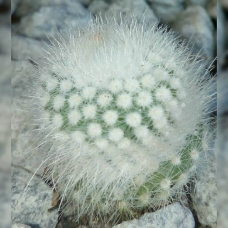 Notocactus Scopa var. Albispinus Cactus Plant - myBageecha
