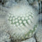 Notocactus Scopa var. Albispinus Cactus Plant