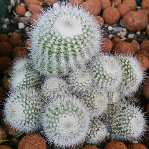 Notocactus Scopa Albispinus Cactus Plant Online in India