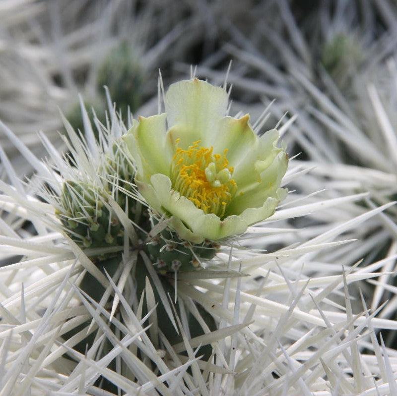 Cylindropuntia Tunicata Cactus Plant - myBageecha