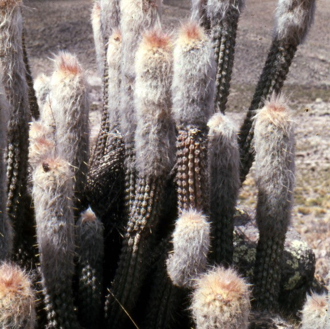 Oreocereus Hendriksenianus Cactus Plant - myBageecha