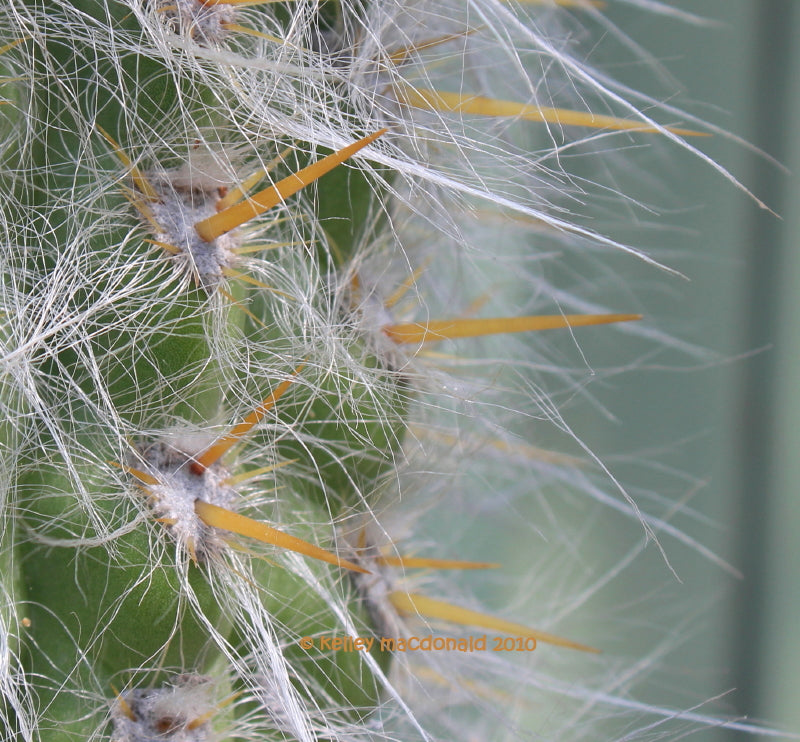 Oreocereus Hendriksenianus Cactus Plant - myBageecha