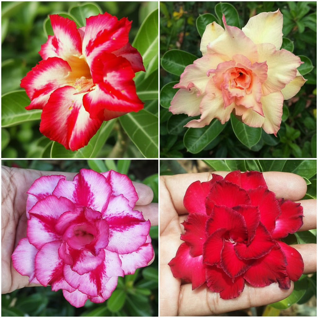 Assorted Adeniums Carmine Stripe+Majestic Volcano+Rosy Spiral+Miss Moscow (Pack of 4) - myBageecha