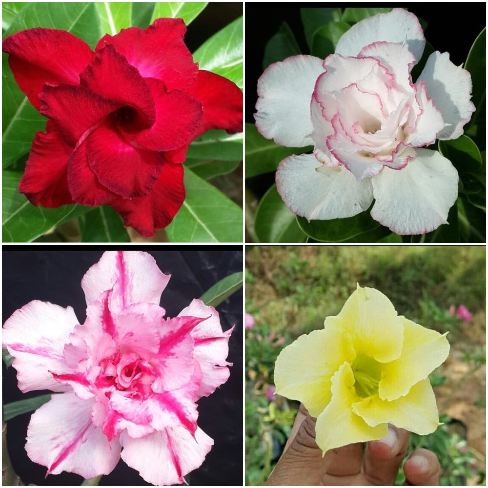 A pack of four adenium plants- Cosmic Swirl,Viva Los Vegas, Florance, Elegance  - with swirling red, pink, white, and yellow flowers -myBageecha