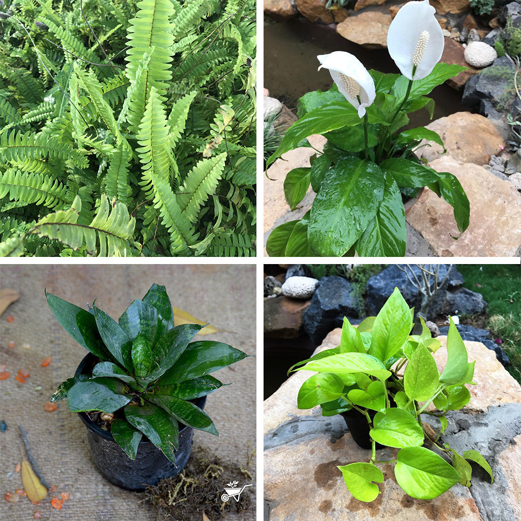 Pack of 4 Assorted Plants for Bedroom - Boston Fern, Peace Lily, Sansevieria Hahnii & Neon Pothos - myBageecha