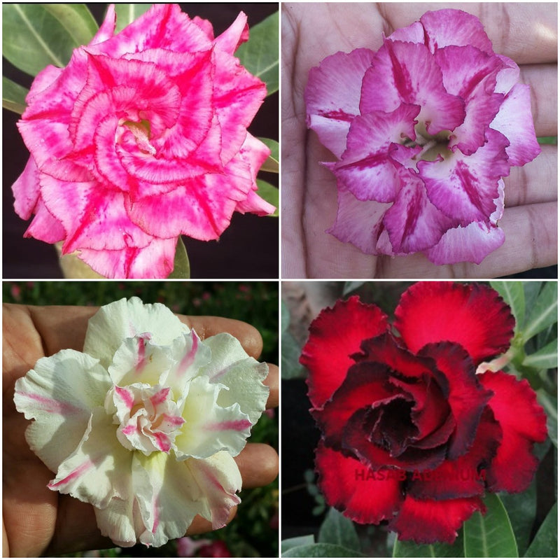 Assorted Adeniums Dang Hasadee+Lilac Beauty+Rosy Spiral+Blushing Damsel (Pack of 4)