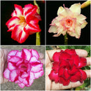 Assorted Adeniums Carmine Stripe+Majestic Volcano+Rosy Spiral+Miss Moscow (Pack of 4)