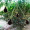 Parkia Biglandulosa Chanduphal Plant