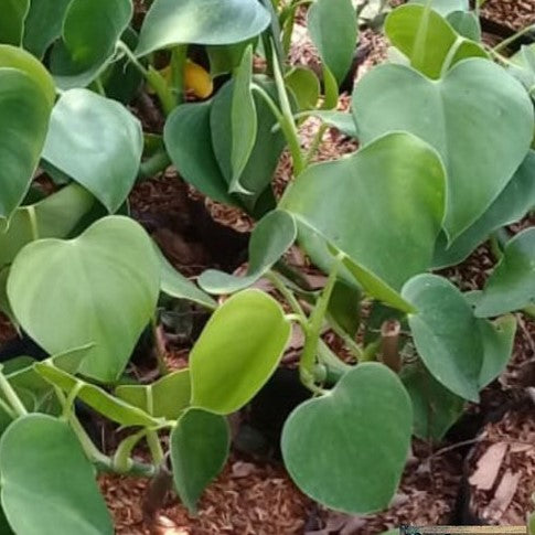 Philodendron Microstrictum Plant - myBageecha