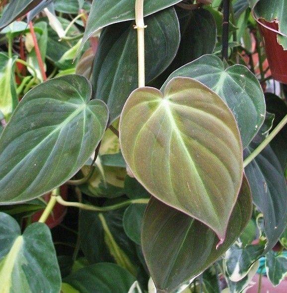 Philodendron Micans Plant - myBageecha