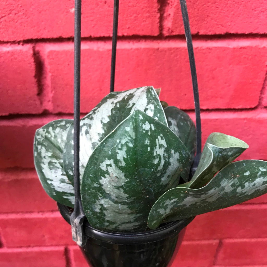 Scindapsus Pictus Big Leaf Silver Plant - myBageecha