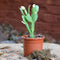 Pink Easter Cactus Plants MYBG-FLOWeecha - MYBG-FLOWeecha