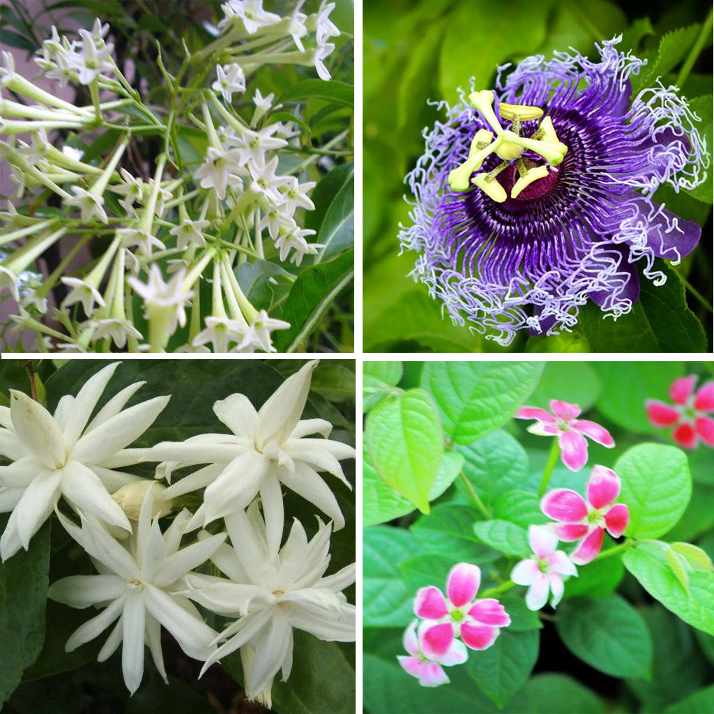 Set of 4 fragrant plants - Raat ki Rani + Krishna Kamal + Madan Mogra + Madhu Malti - myBageecha