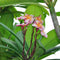 Plumeria rubra 'Penang Peach' Plants myBageecha - myBageecha