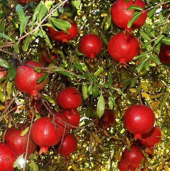 Pomegranate Super Sindhuri Tissue Culture Plant - myBageecha