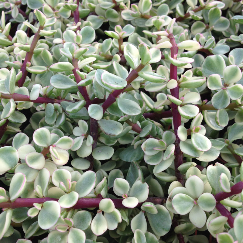 Portulacaria afra Tricolor Succulent Plant