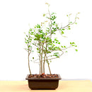 Bonsai Forest Divi Divi Plant