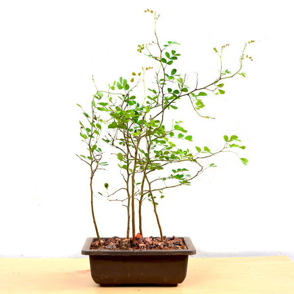divi divi tree bonsai Bonsai Divi Divi – Outdoor Bonsai Tree with Yellow Flowers