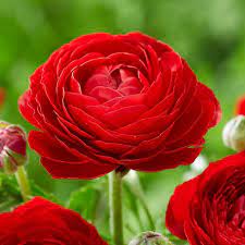 Ranunculus asiaticus 'Aviv Rood' – Bright Red Layered Spring Blooms