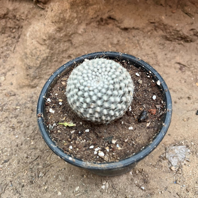 Rebutia Arenacea Cactus Plant