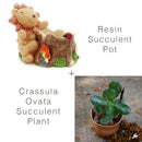Set of Cute Lion Succulent Pot & Crassula Plant