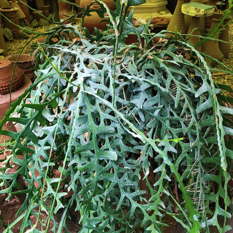 Rick Rack Cactus Cactus Plant