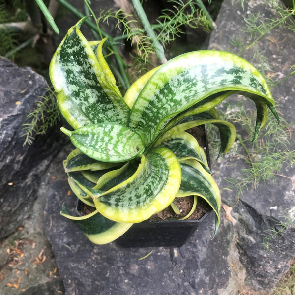 Sansevieria Twisted Sister Variegated Decorative Plant | myBageecha